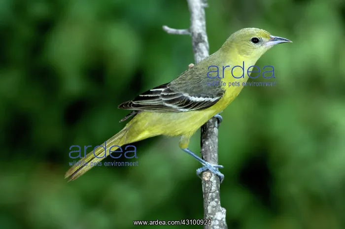 : Orchard Oriole (Icterus spurius) female : Orchard Oriole (Icterus spurius) female