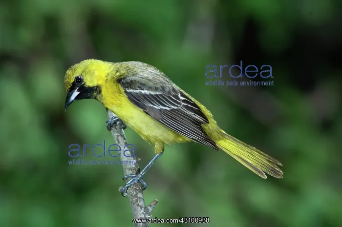 : Orchard Oriole (Icterus spurius) juvenile male : Orchard Oriole (Icterus spurius) juvenile male