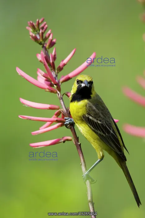  : Orchard Oriole - immature male feeding on flowers