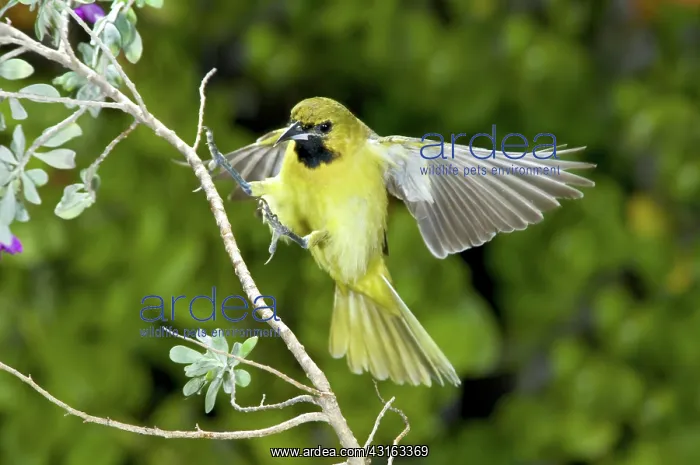 : Orchard Oriole Juvenile : Orchard Oriole Juvenile