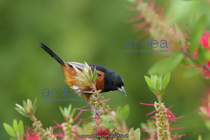 : Orchard Oriole - male feeding on Bottlebrush flowers : Orchard Oriole - male feeding on Bottlebrush flowers