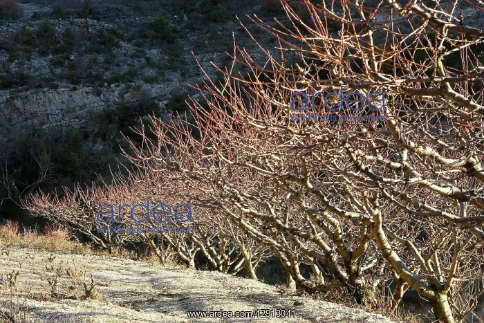  : Orchard, Provence, France
