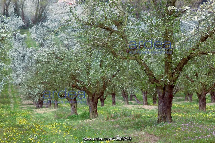 : Orchard - Row of fruit trees : Orchard - Row of fruit trees