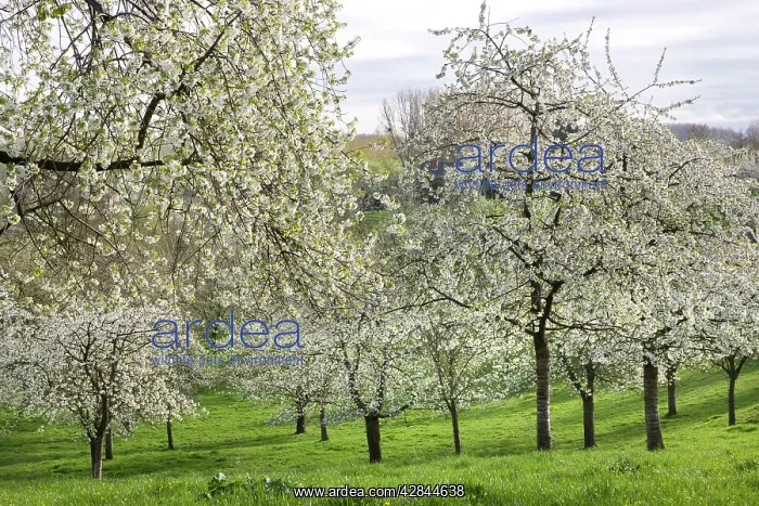  : Orchard - in spring blossom