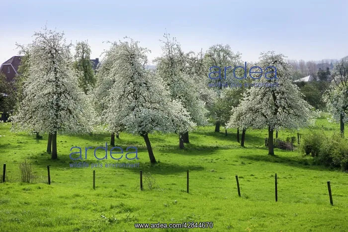  : Orchard - in spring blossom