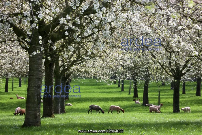 : Orchard - in spring blossom - with Sheep feeding beneath : Orchard - in spring blossom - with Sheep feeding beneath