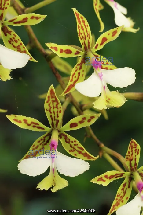  : Orchid (Epidendrum stamfordianum). Belize