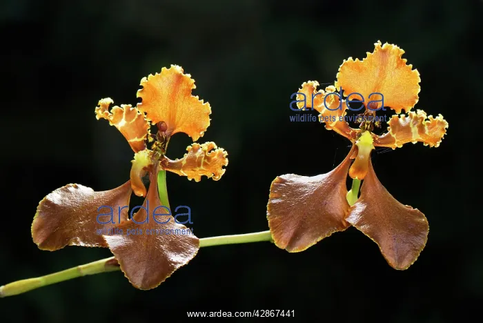 : Orchid (Odontoglossum punctatum). Departamento Putumayo - Colombia : Orchid (Odontoglossum punctatum). Departamento Putumayo - Colombia