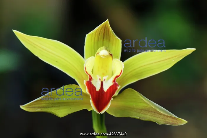 : Orchid (Cymbidium sp.). Departamento Putumayo - Colombia : Orchid (Cymbidium sp.). Departamento Putumayo - Colombia