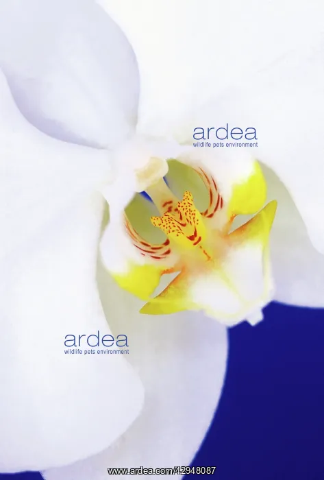 : Orchid, Moth orchid, Phalaenopsis : Orchid, Moth orchid, Phalaenopsis
