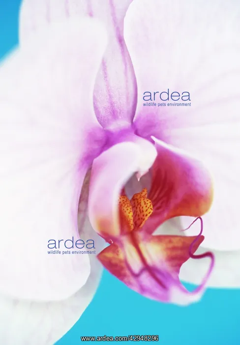 : Orchid, Moth orchid, Phalaenopsis : Orchid, Moth orchid, Phalaenopsis