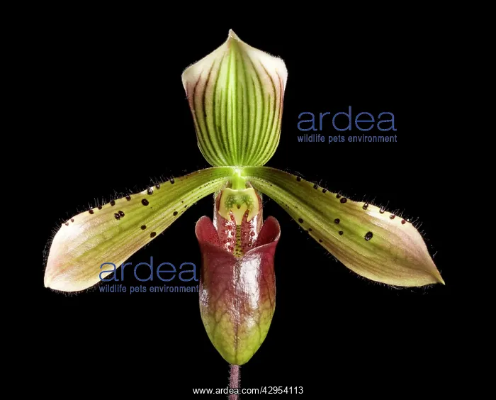 : Orchid (Paphiopedilum schoserii). Tropical Asia : Orchid (Paphiopedilum schoserii). Tropical Asia