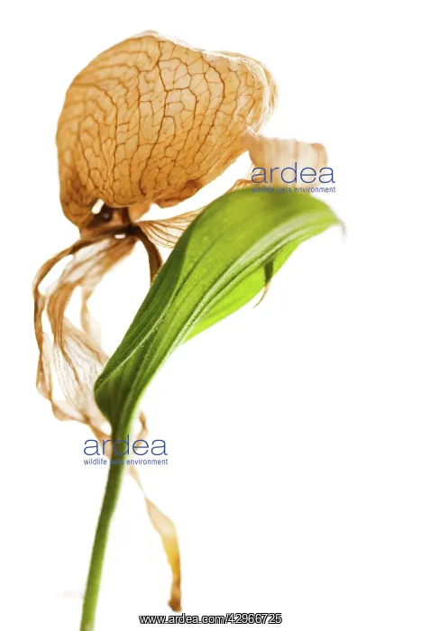 : Orchid, Lady's slipper orchid, Cypripedium calceolus : Orchid, Lady's slipper orchid, Cypripedium calceolus