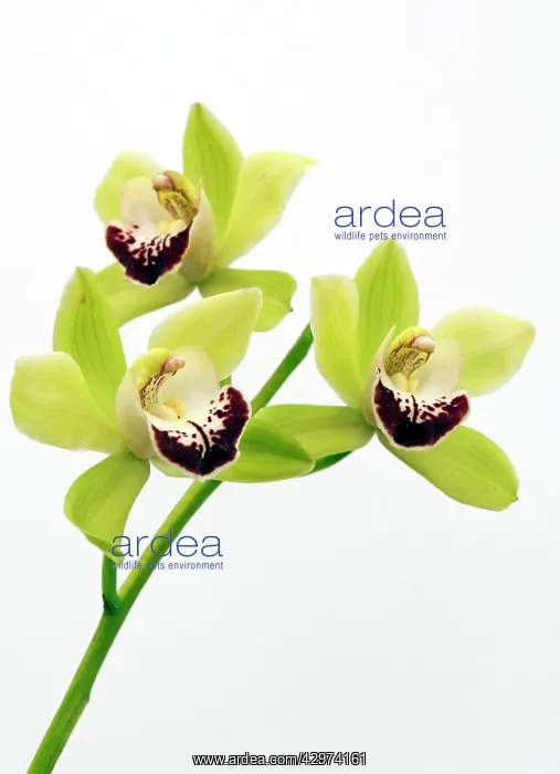 : Orchid, Cymbidium : Orchid, Cymbidium