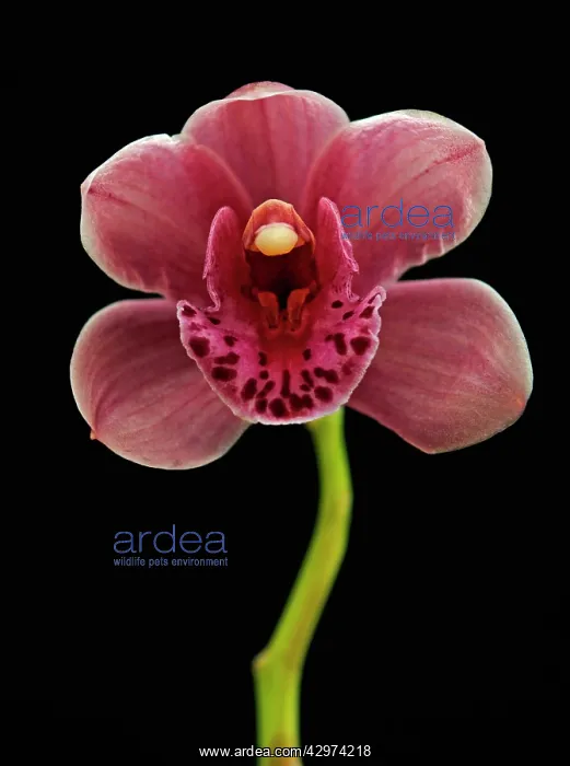 : Orchid, Cymbidium : Orchid, Cymbidium