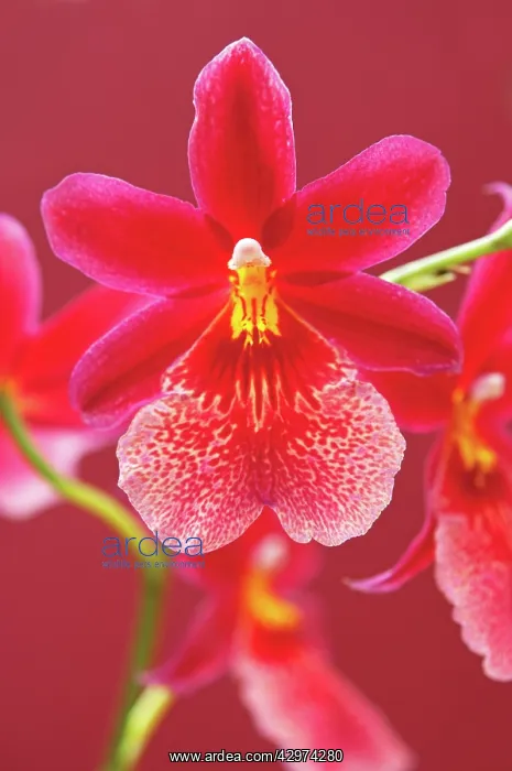 : Orchid, Cymbidium : Orchid, Cymbidium
