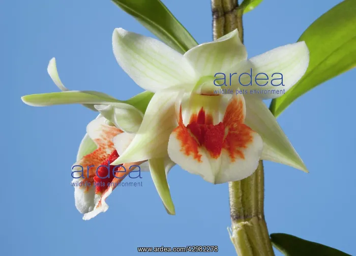  : Orchid (Dendrobium williamsonii)