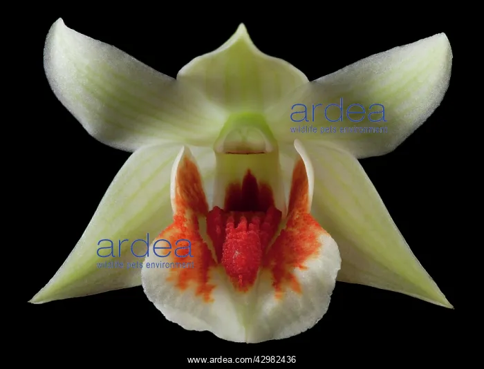  : Orchid (Dendrobium williamsonii)