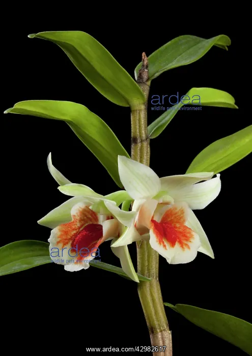  : Orchid (Dendrobium williamsonii)
