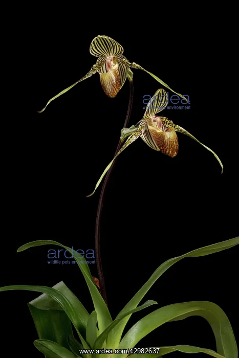 : Orchid (Paphiopedilum rothschildianum). Borneo : Orchid (Paphiopedilum rothschildianum). Borneo