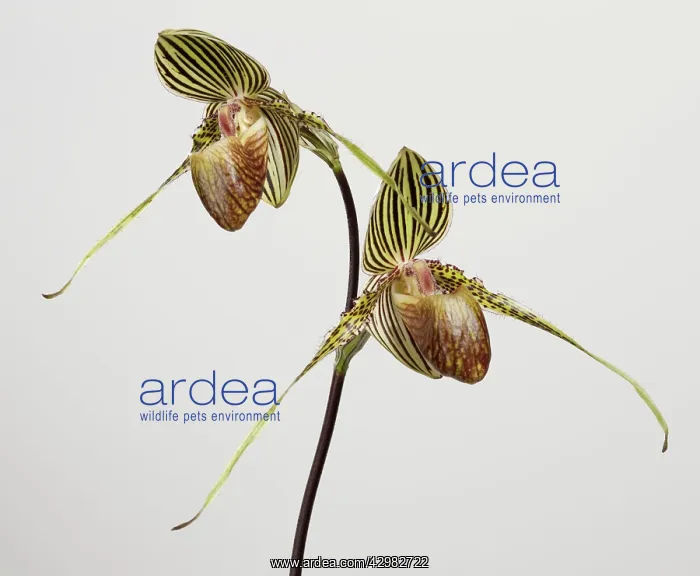 : Orchid (Paphiopedilum rothschildianum). Borneo : Orchid (Paphiopedilum rothschildianum). Borneo