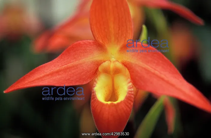 : Orchid, Paphiopedilum Eric Young : Orchid, Paphiopedilum Eric Young