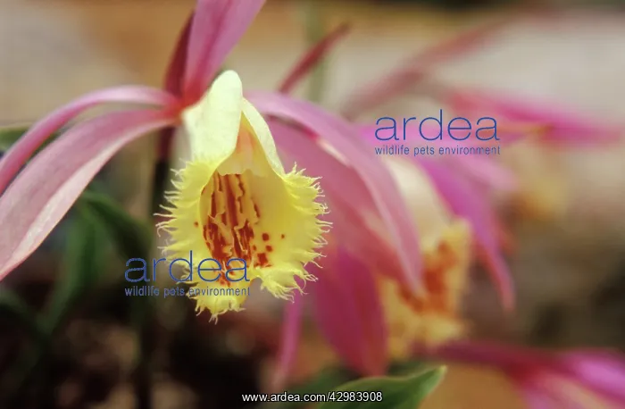 : Orchid, Pleione : Orchid, Pleione