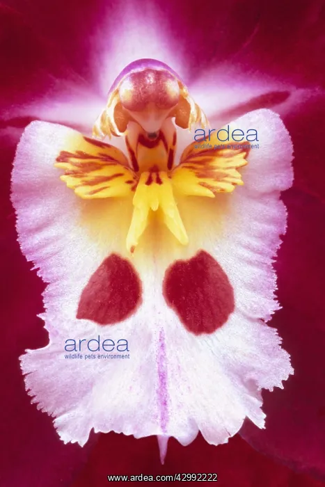 : Orchid, Odontioda Joe's Drum : Orchid, Odontioda Joe's Drum