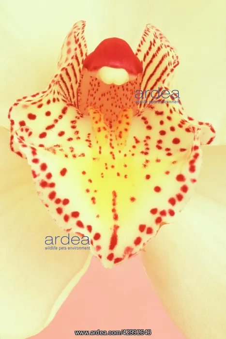 : Orchid, Cymbidium : Orchid, Cymbidium