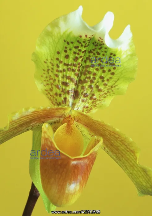 : Orchid, Paphiopedilum exul : Orchid, Paphiopedilum exul