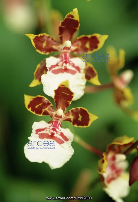 : Orchid, Zygopetalum : Orchid, Zygopetalum