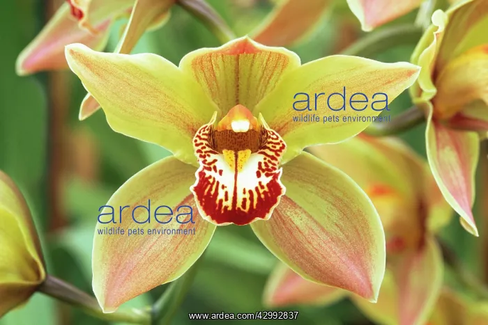 : Orchid, Cymbidium Sparkle Polychroma : Orchid, Cymbidium Sparkle Polychroma