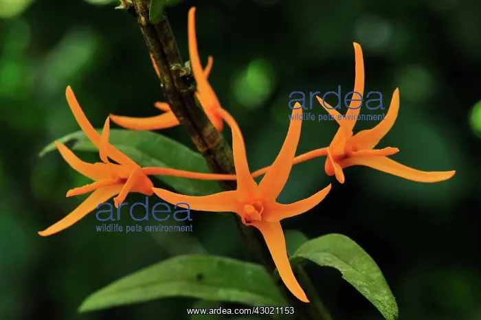  : Orchid - Western Ghats, India