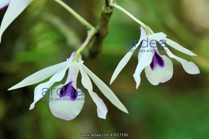  : Orchid - Western Ghats, India
