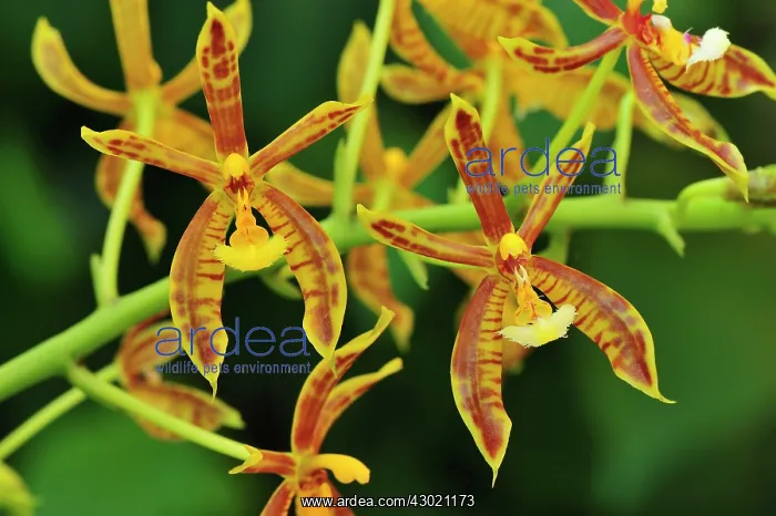 : Orchid - Manas Wildlife Sanctuary, Assam, India : Orchid - Manas Wildlife Sanctuary, Assam, India