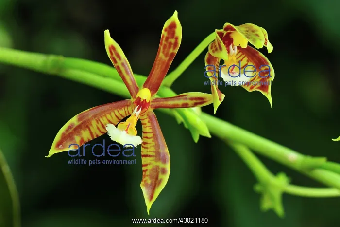 : Orchid - Manas Wildlife Sanctuary, Assam, India : Orchid - Manas Wildlife Sanctuary, Assam, India