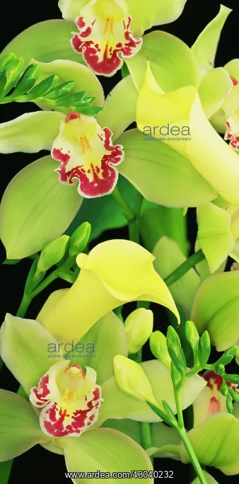 : Orchid, Cymbidium : Orchid, Cymbidium