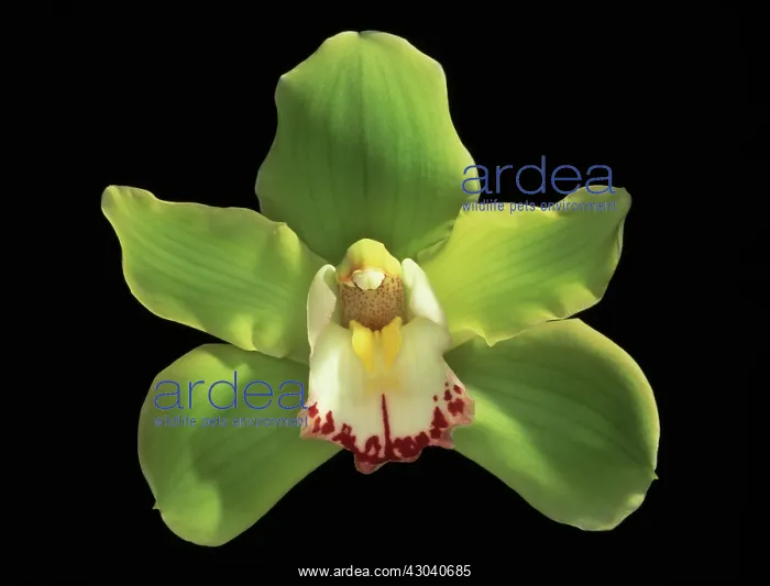: Orchid, Cymbidium : Orchid, Cymbidium