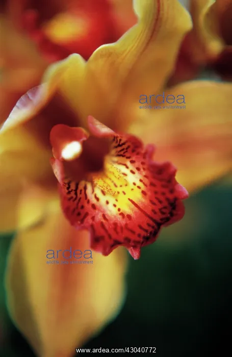 : Orchid, Cymbidium : Orchid, Cymbidium