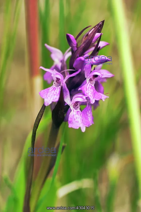 : Orchid, Marsh Orchid, Dactylorhiza traunsteineri : Orchid, Marsh Orchid, Dactylorhiza traunsteineri