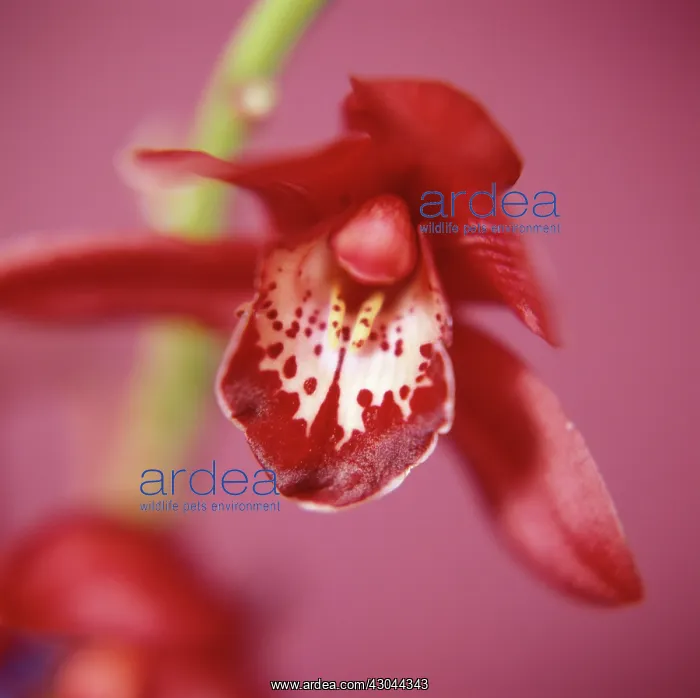 : Orchid, Cymbidium : Orchid, Cymbidium