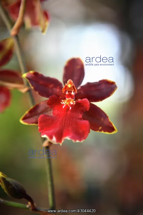 : Orchid, Odontoglossum : Orchid, Odontoglossum