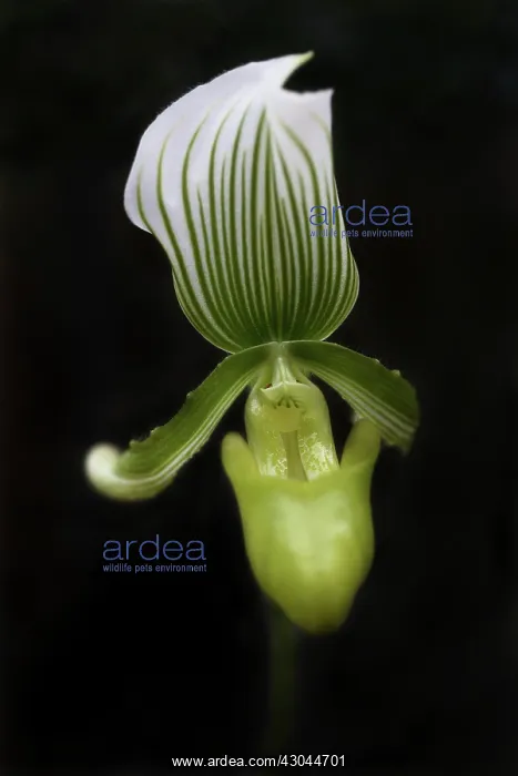 : Orchid, Paphiopedilum barbatum : Orchid, Paphiopedilum barbatum