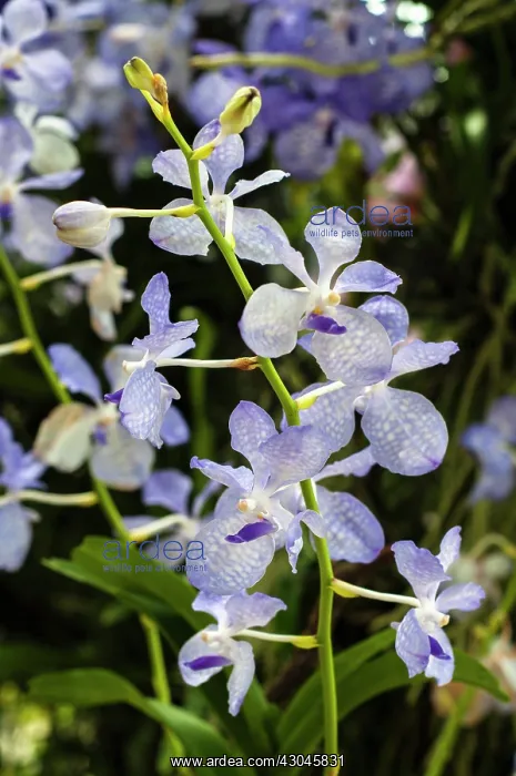 : Orchid, Blue vanda with pale blue petals marked with checkerboard pattern : Orchid, Blue vanda with pale blue petals marked with checkerboard pattern