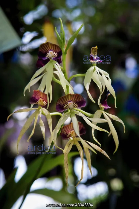 : Orchid, Cockleshell orchid with dark purple striped labellum forming a : Orchid, Cockleshell orchid with dark purple striped labellum forming a
