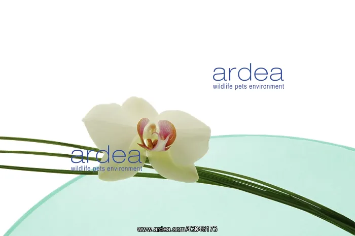 : Orchid, Orchid- : Orchid, Orchid-