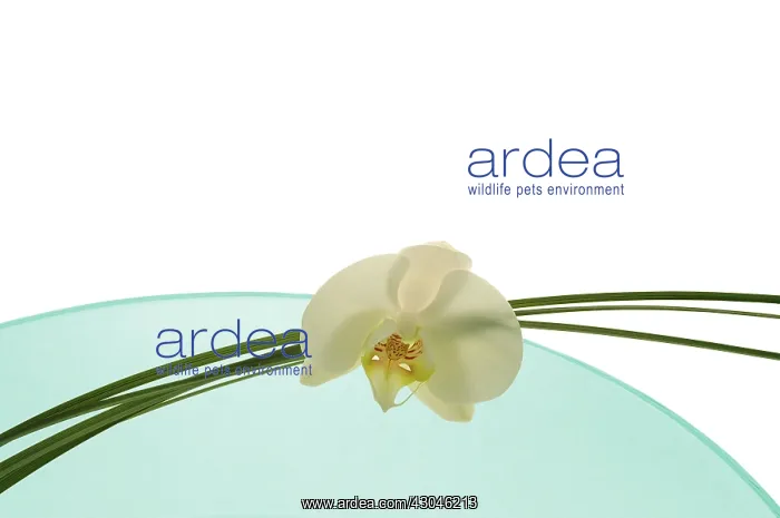 : Orchid : Orchid