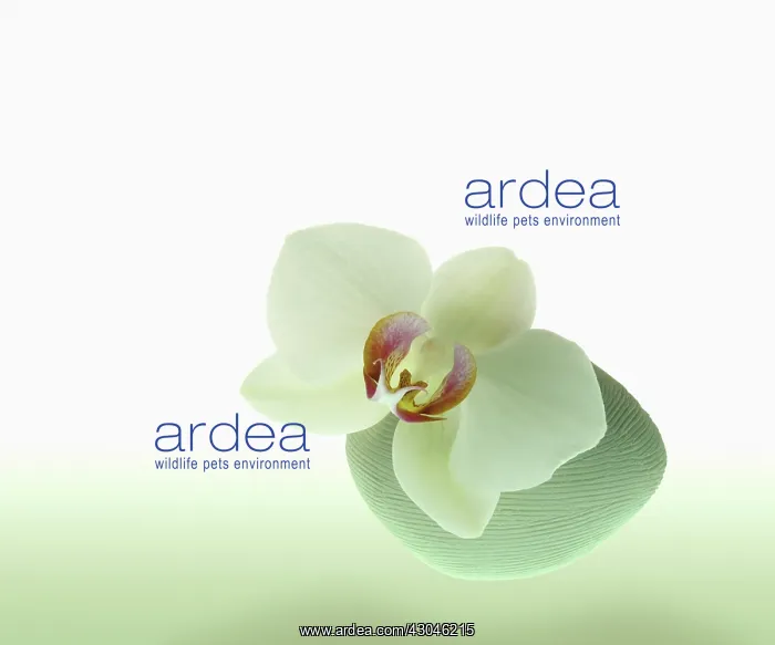  : Orchid