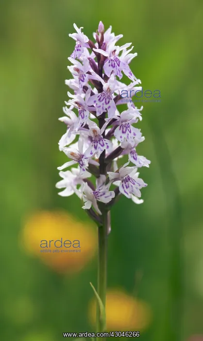 : Orchid, Common spotted orchid, Dactylorhiza fuchsii : Orchid, Common spotted orchid, Dactylorhiza fuchsii