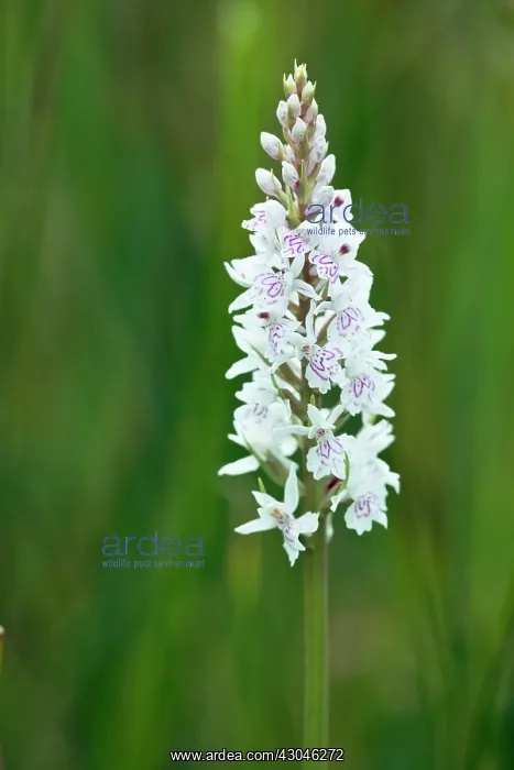 : Orchid, Heath spotted orchid, Dactylorhiza maculata : Orchid, Heath spotted orchid, Dactylorhiza maculata